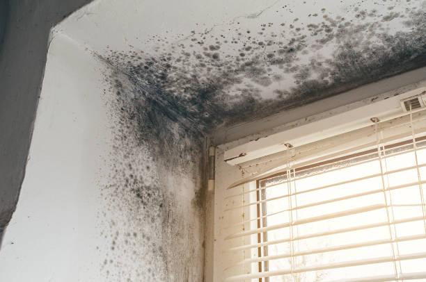 Affordable Mold Removal solutions in Oaklyn, NJ